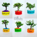 bonsai jade arbol de la prosperidad