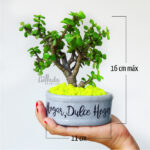 bonsai jade medidas