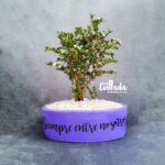 bonsai-condolencias-con-flores-serissa