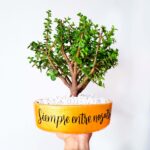 Bonsai Natural Condolencias