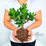 bonsai-ficus-microcarpa