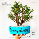 Bonsai Natural para regalar