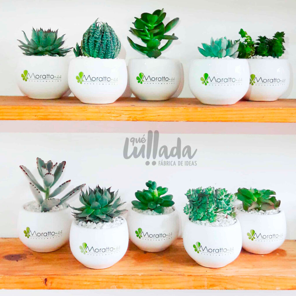 SUCULENTAS