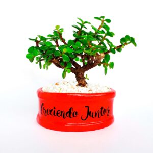 Mini maceta roja piedras blancas