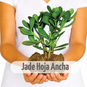 Jade Hoja Ancha