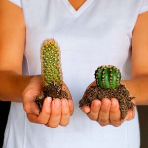 Cactus
