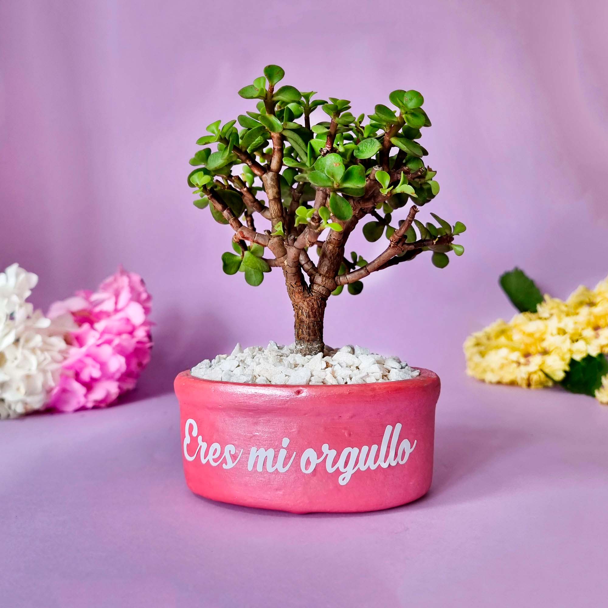 bonsai-mini-madre bonsai-mini-madre