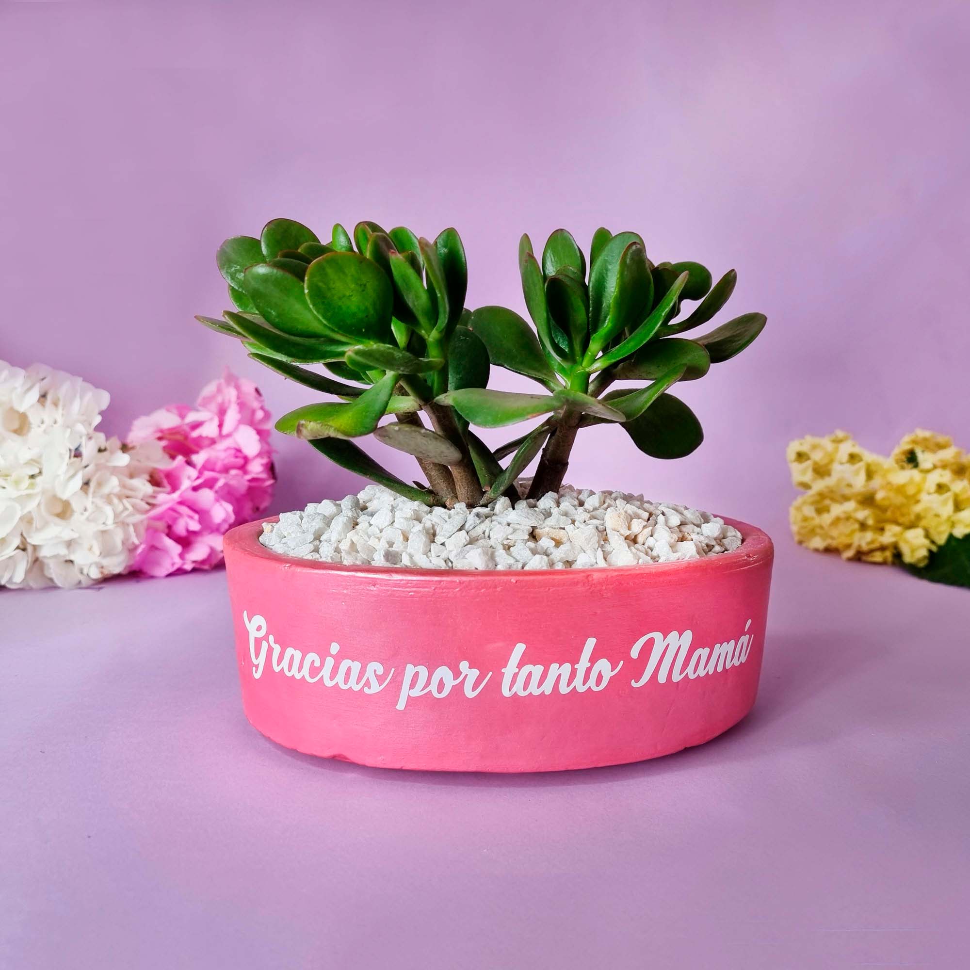 bonsai-maxi-mmadre