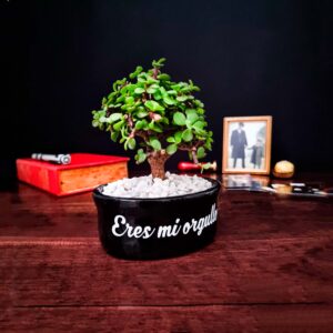 bonsai padre