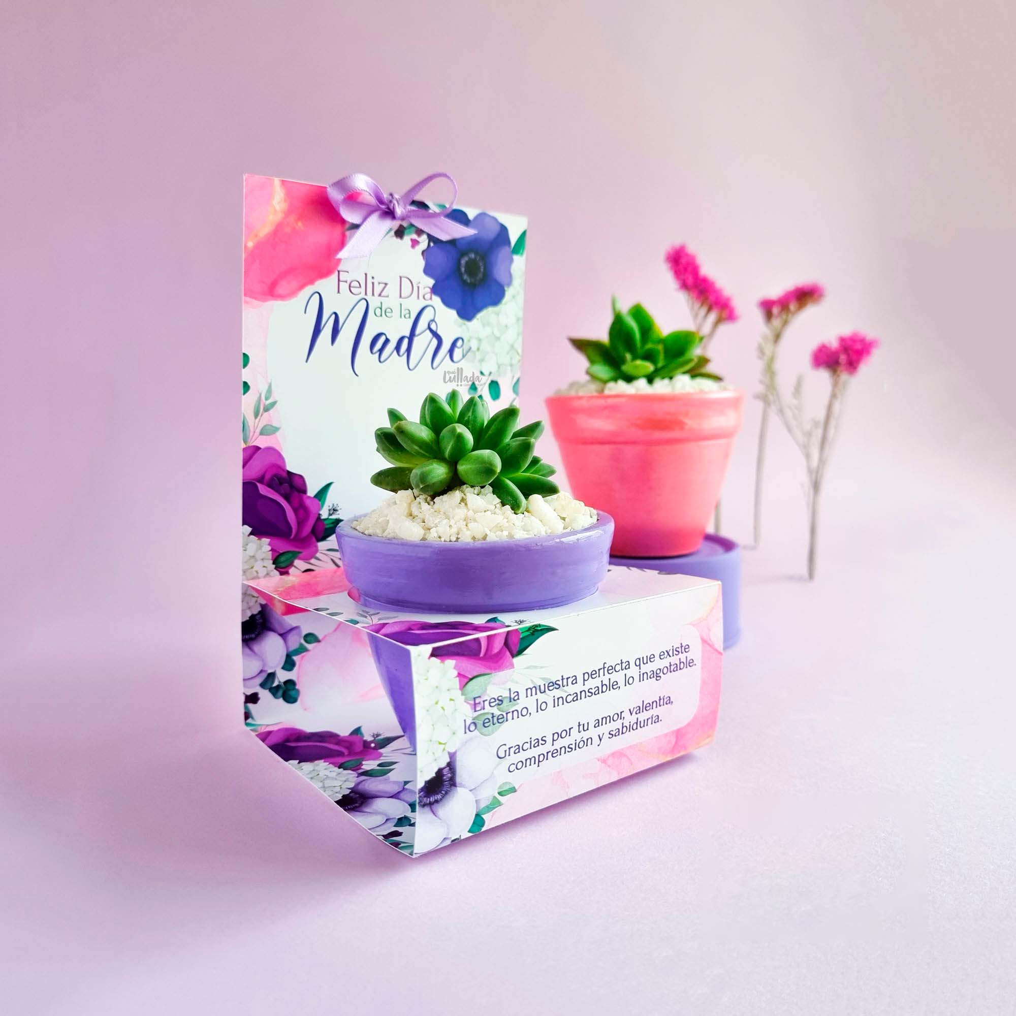 suculenta-madre