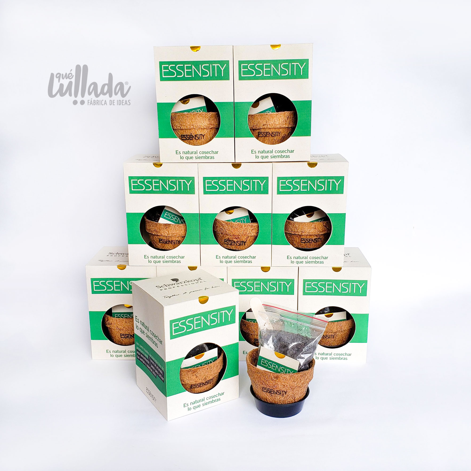 Kit de Siembra Schwarzkopf