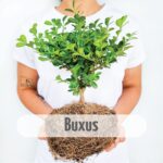 bonsai buxus