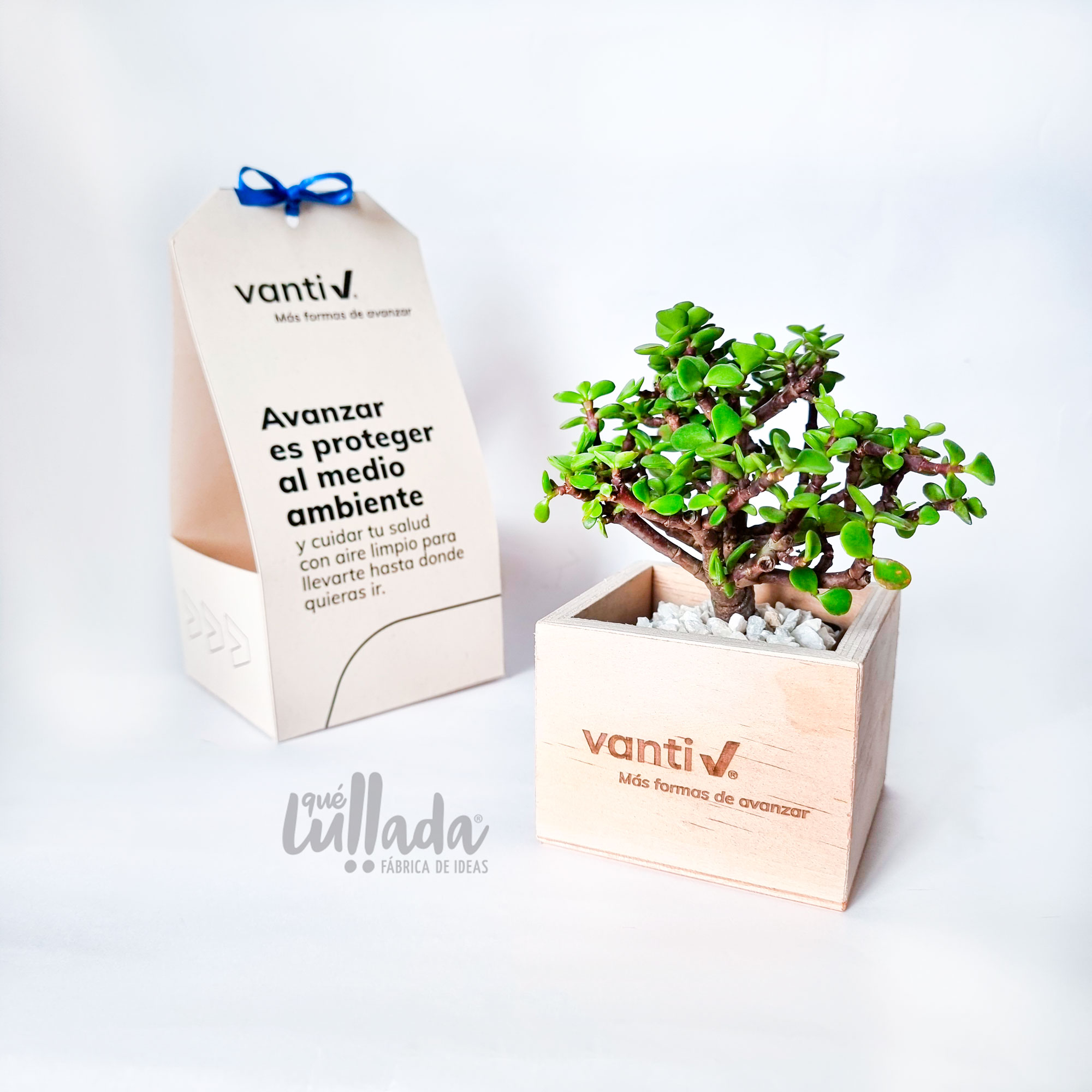 bonsai-vanti